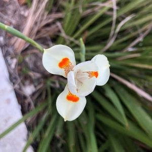 Meet your Posher, Lily